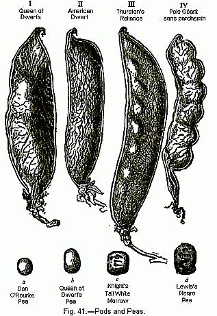 Fig. 41.—Pods of the Common Pea